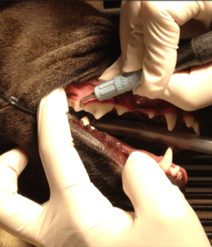 canine teeth cleaning sundownteethwaterscaler