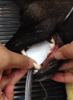 dog x-ray sundownxrayfilm