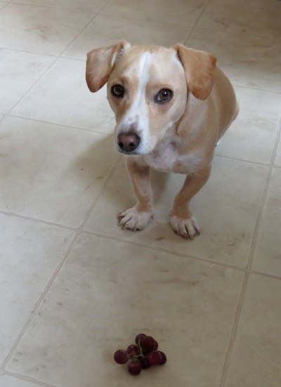 dog avoids eating grapes