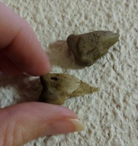 bones removed from dog's stomach