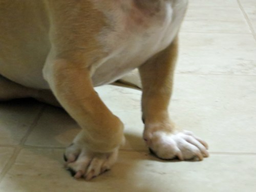 dachshund crooked legs