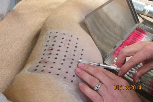 veterinarin injecting allergens in dog