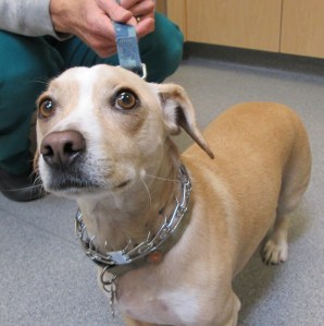 dachshund jack russell mix