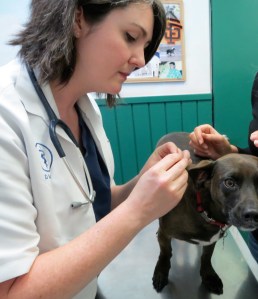 vet exams dog's ear