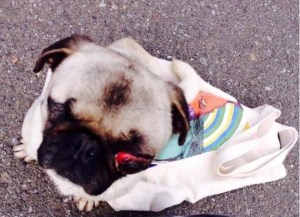 rescued pug with eye out of socket