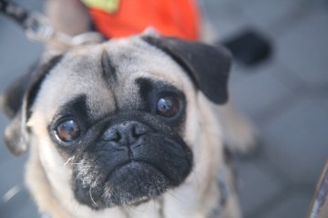 cute pug puppy at adopt-a-thon