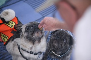 pug begging for treat at SPCA Adoptathon