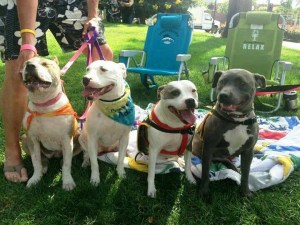 female pit bulls maddie's days