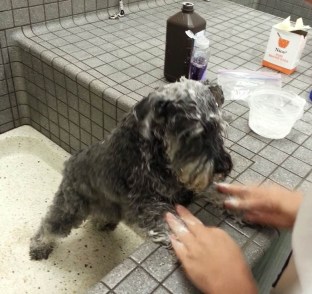 dog bath after skunk attack
