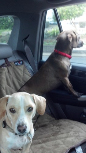 dogs in car