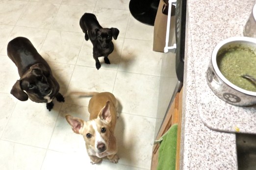 Yellow Dog waits for The Honest Kitchen dehydrated chicken raw food