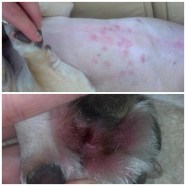 What Causes Red Itchy Spots On Legs And Feet In Dogs Infoupdate
