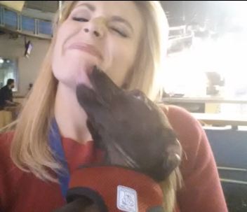 Stinky dog breath is not normal and indicates an infection in your dog's mouth.