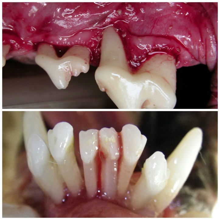 Advanced periodontitis is characterized by extreme bone loss and infection. Top image is the view inside a dog's mouth in an anesthesia exam, which you can't see on an awake exam. Notice the crowns look white, but the deterioration of the gums as the roots are exposed. The bottom image shows severe bone loss again with roots exposed.