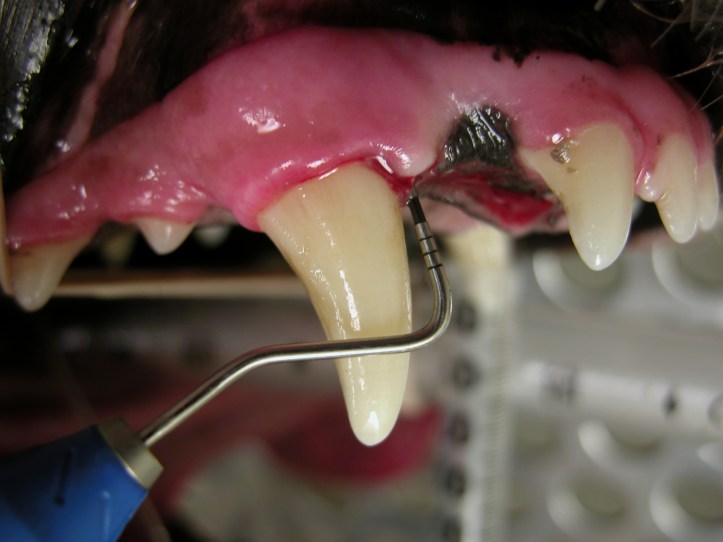 You may think this dog's teeth look great—no tartar build-up and no characteristic red line of inflammation—but the probe reveals a deep periodontal pocket, a sign of severe infection.