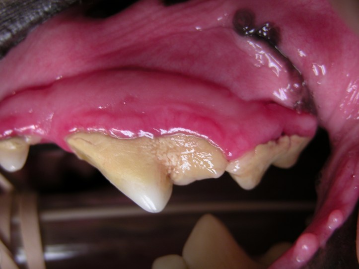 Early gingivitis is characterized by minor inflammation of the gums and some tartar build-up. This can be easily prevented by brushing your dog's teeth on a regular basis.